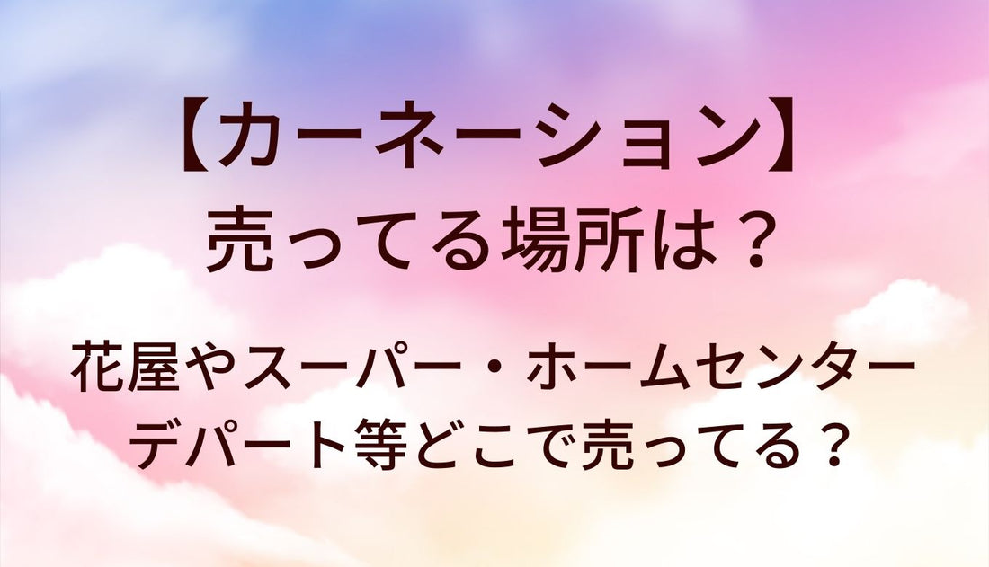 カーネーションはどこで売ってる?花屋やスーパー・ホームセンター等どこで買える?